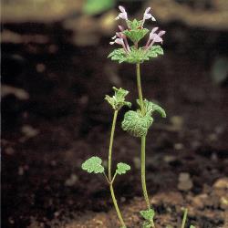 Lamium amplexicaule03.jpg