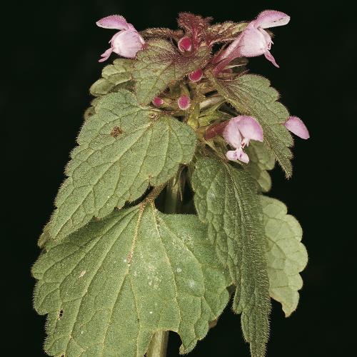 Lamium purpureum03.jpg