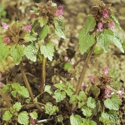 Lamium purpureum04.jpg