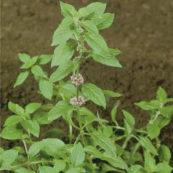 Mentha arvensis03.jpg