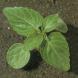 Mercurialis annua02.jpg