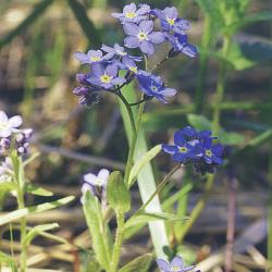 Myosotis arvensis03.jpg