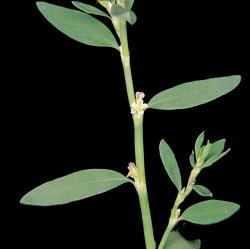 Polygonum aviculare02.jpg