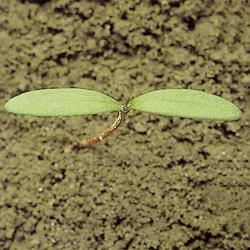 Polygonum convolvulus01.jpg