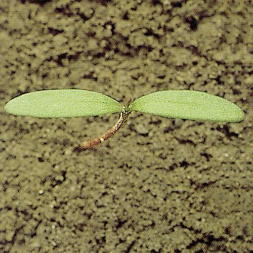 Polygonum convolvulus01.jpg