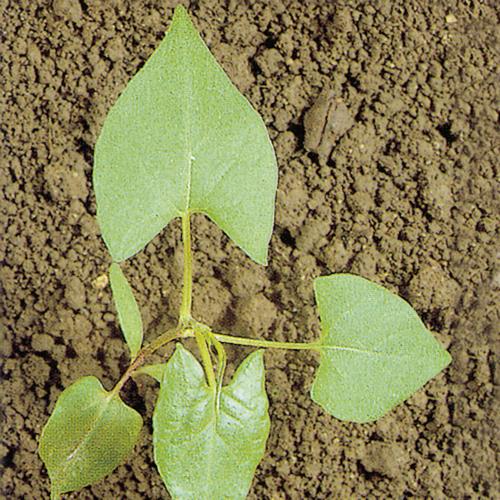 Polygonum convolvulus02.jpg