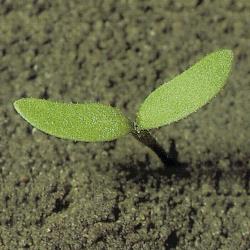 Polygonum lapathifolium01.jpg