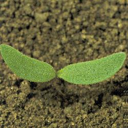 Polygonum persicaria01.jpg