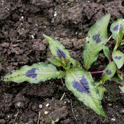 Polygonum persicaria03.jpg