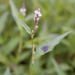 Polygonum persicaria04.jpg