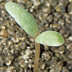 Portulaca oleracea01.jpg