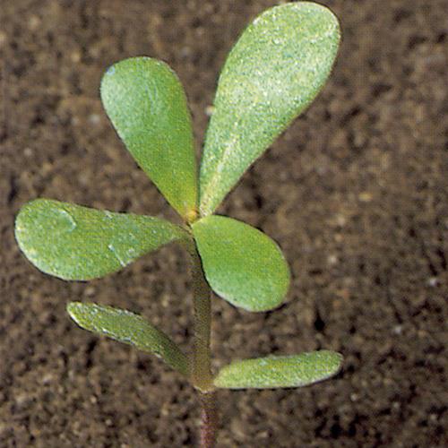 Portulaca oleracea02.jpg