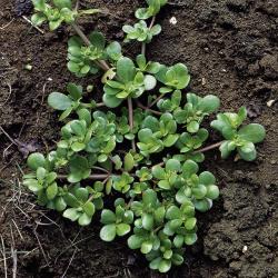 Portulaca oleracea03.jpg
