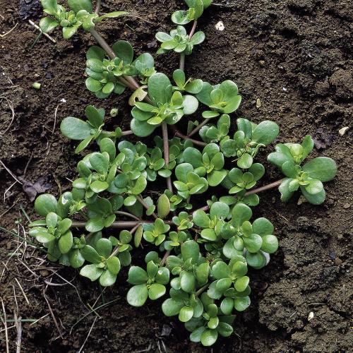 Portulaca oleracea03.jpg