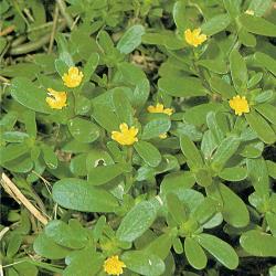 Portulaca oleracea04.jpg