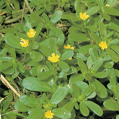 Portulaca oleracea04.jpg