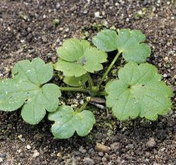 Ranunculus acris01.jpg