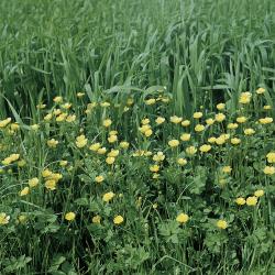 Ranunculus acris02.jpg