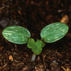 Ranunculus repens01.jpg