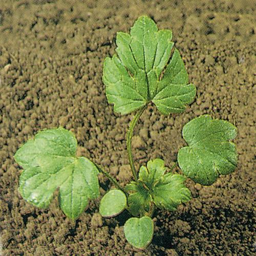 Ranunculus repens02.jpg