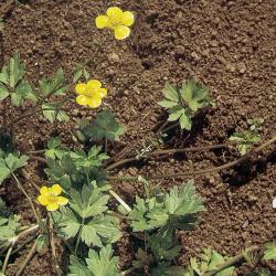 Ranunculus repens03.jpg