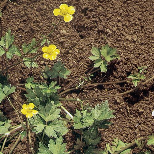 Ranunculus repens03.jpg