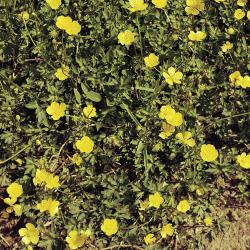 Ranunculus repens04.jpg