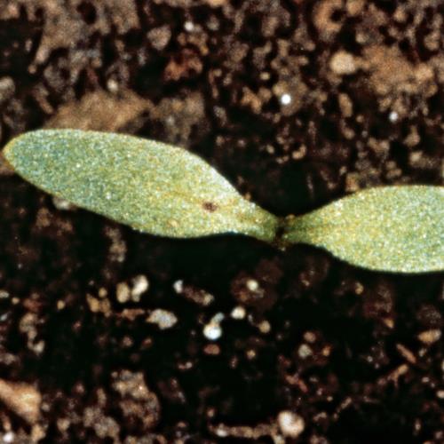 Rumex acetosella01.jpg