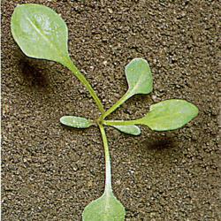 Rumex acetosella02.jpg