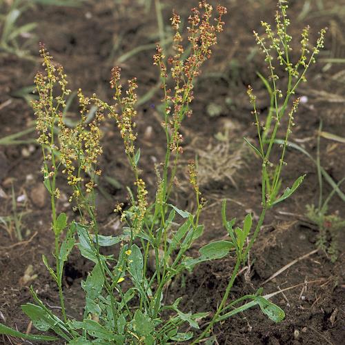 Rumex acetosella03.jpg