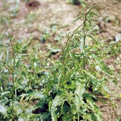 Rumex crispus03.jpg