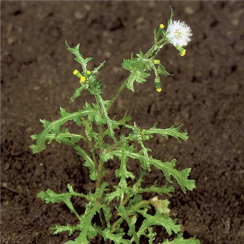 Senecio vulgaris03.jpg