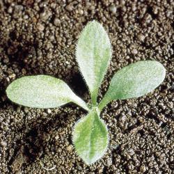 Silene noctiflora01.jpg