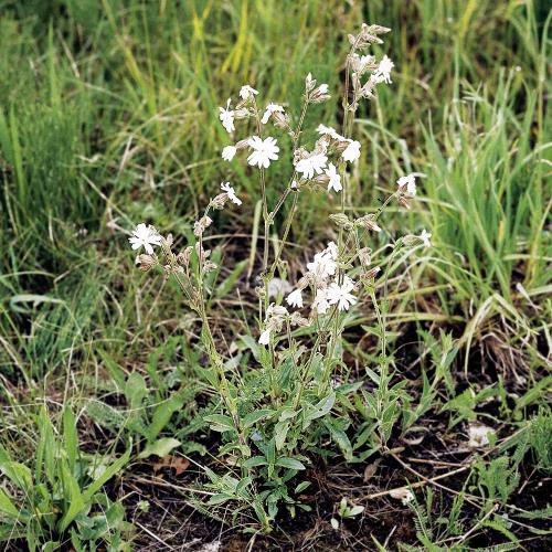 Silene noctiflora02.jpg