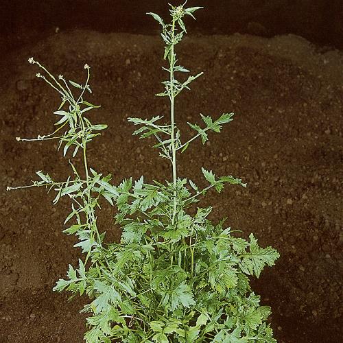 Sisymbrium officinale03.jpg