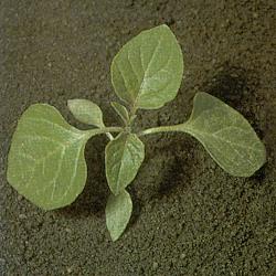 Solanum nigrum02.jpg