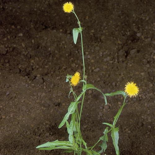 Sonchus arvensis03.jpg