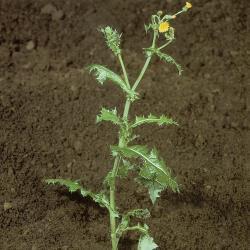 Sonchus asper03.jpg