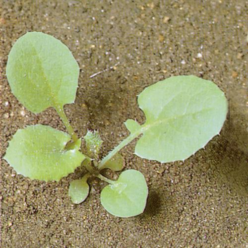 Sonchus oleraceus02.jpg