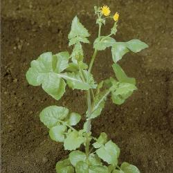 Sonchus oleraceus03.jpg