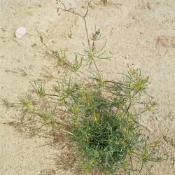 Spergula arvensis03.jpg