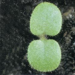 Stachys arvensis01.jpg