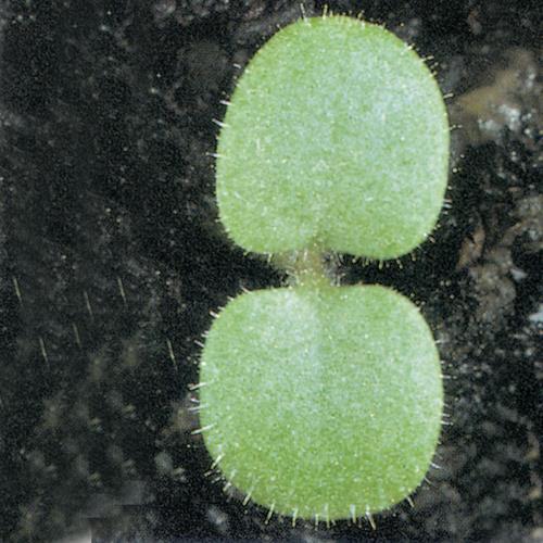 Stachys arvensis01.jpg