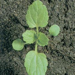 Stachys arvensis02.jpg