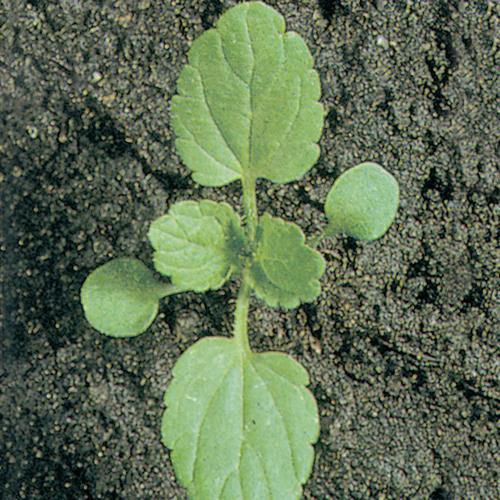 Stachys arvensis02.jpg