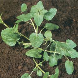 Stachys arvensis03.jpg