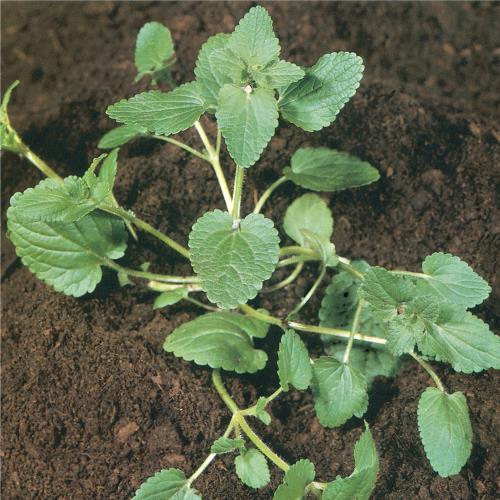 Stachys arvensis03.jpg