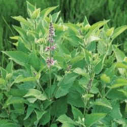 Stachys arvensis04.jpg