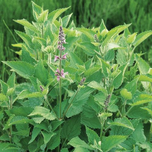 Stachys arvensis04.jpg