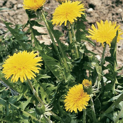 Taraxacum officinale03.jpg